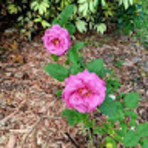 Meet your Posher, Stephen